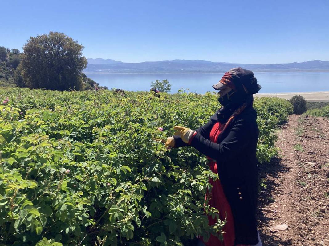 Göl manzaralı, gül kokulu bahçelerde hasat keyfi! Litresini 12 bin euroya satıyorlar 24